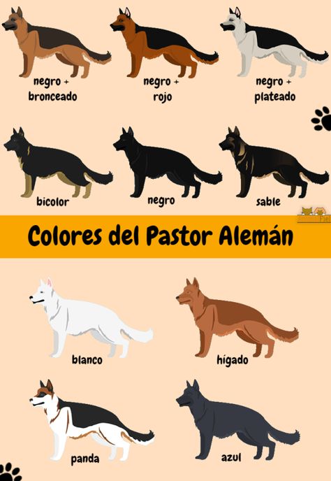 Tipos de Pastor Alemán - Guía Completa [Líneas, Colores] Fotos Herding Dogs, Wolf Dog, Nightingale, Rottweiler, German Shepherd, Cute Puppies, Cute Dogs, Cute Animals, Puppies