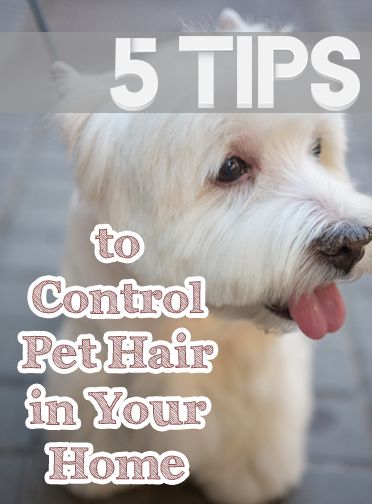 Controlling pet hair, how to control pet hair, pet hair, popular pin, cleaning, cleaning hacks, how to keep a clean house, clean house hacks, pet hacks, living with pets. How To Control Dog Hair In The House, Dogs Stuff, Pet Tips, Lint Brush, Dog Tips, About Dogs, Natural Cleaning, Dog Info, Hair Control