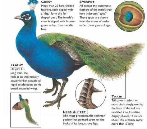 Peacock Anatomy, Fun Puzzles Brain Teasers, Peacock Facts, Victorian Christmas Cards, Tree Bark Texture, Peacock Tail, Peacock Pictures, Natural Form Art, Peacock Bird