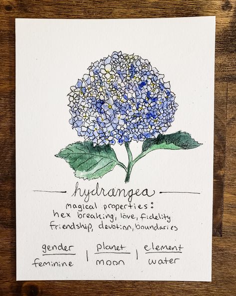 Hydrangea Witchcraft, Hydrangea Magical Properties, Nature Witchcraft, Witch Info, Magic Plants, Green Witchery, Magick Herbs, Magickal Correspondences, Magickal Herbs