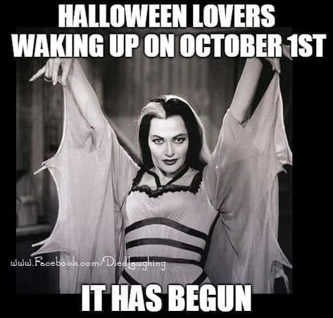 Halloween Humor, Halloween Decor Diy, Elvira Mistress Of The Dark, Halloween Memes, Halloween Is Coming, Halloween Queen, Diy Halloween Decor, Halloween Countdown, Halloween Everyday