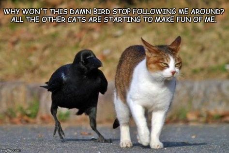 raven following cat Natural Cat, Dibujos Cute, Funny Cat Memes, Funny Animal Memes, Funny Animal Pictures, Crows, Cats Dogs, Animal Memes, 귀여운 동물