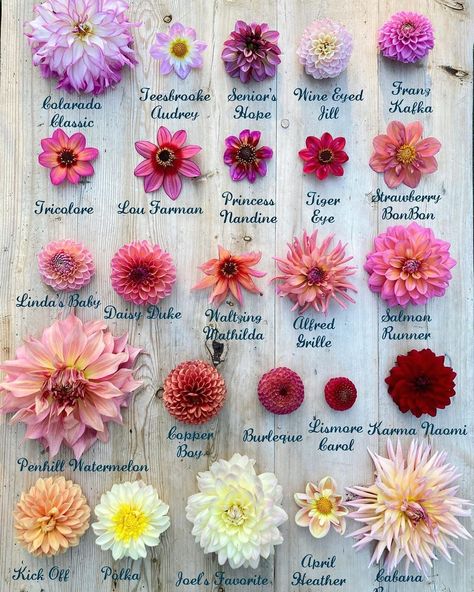 Types Of Dahlias Flower, Dahlia Flower Types, Dahlia Types, Dahlia Tattoos, Wildflower Inspiration, Daliah Flower, Delilah Flower, Dalia Flower, Dahlias Flower