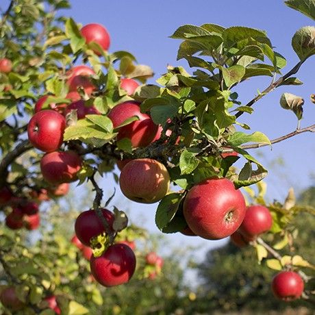 Semi-Dwarf McIntosh Apple Tree The McIntosh Apple is a mid-season bloomer that ripens later in September. It's an older selection that is almost completely red with white flesh. These apples make the best pies and are good for eating fresh. This is a semi-dwarf size apple tree. Mature size is around 12-15' tall x 12-15' wide. Semi-dwarf grow 5-10 bushels in their life-span. Apple Tree From Seed, Espalier Fruit Trees, Mcintosh Apples, Mini Bonsai, Street Trees, Apple Season, Apple Trees, Wild Apple, Growing Grapes