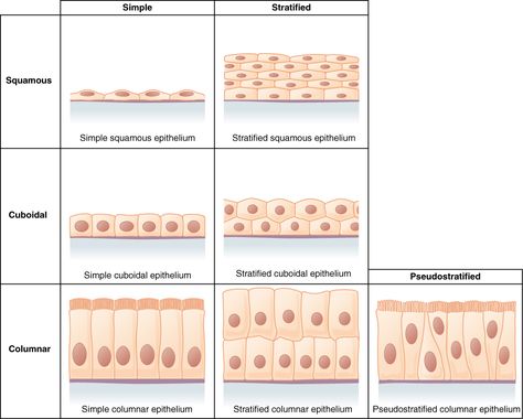 Difference Between Simple and Stratified Epithelium | Definition, Structure, Classification, Characteristics Squamous Epithelium, Anatomi Dan Fisiologi, Serous Membrane, Stratified Squamous Epithelium, Epithelial Tissue, Exocrine Gland, Tissue Biology, Membran Sel, Animal Tissue