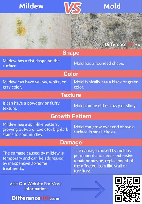 Diy Mold Remover, Mold Illness, Mold And Mildew Remover, Dental Infection, Stain Removal Guide, Art Restoration, Types Of Fungi, Mold Exposure, Black Mold