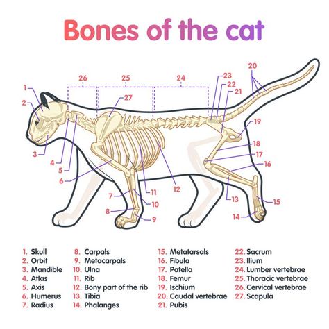 Cat Anatomy - or Catnatomy! A Look Inside Your Cat Vet School Motivation, Vet Tech School, Veterinary Tech, Vet Tech Student, Vet Technician, Veterinary Studies, Veterinary School, Veterinary Science, Vet Medicine