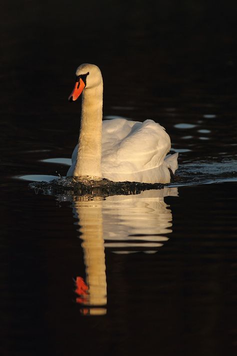 Swan at night Desktop Wallpaper Black, Swan Wallpaper, Mute Swan, Photography Competitions, Bird Wallpaper, White Swan, Swan Lake, Black Swan, Animals Of The World