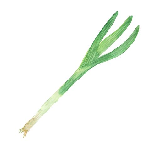 spring-onion-watercolour-sketchbook-illustration-sarah-dowling-bristol-food-illustrator.pn | SKETCHBOOK Spring Onion Drawing, Spring Onion Illustration, Onion Illustration, Onion Drawing, Watercolour Sketchbook, Sketchbook Illustration, Watercolor Sketchbook, Food Illustration, Spring Onion