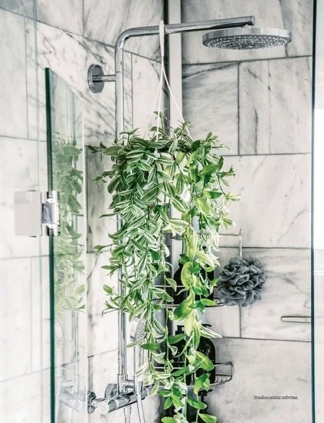 Indoor Shower With Plants, Indoor Shower Plants, Plants Inside Shower Ideas, Shower Room With Plants, How To Hang Eucalyptus In Shower Bathroom, Indoor Bathroom Plants, Walk In Shower With Plants, Best Bathroom Shower Plants, Shower Hanging Plants