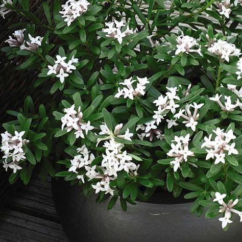 Daphne Eternal Fragrance, Daphne Plant, Agapanthus Plant, Small Evergreen Shrubs, Sweet Pea Plant, Scent Garden, October Flowers, April Flowers, Evergreen Plants