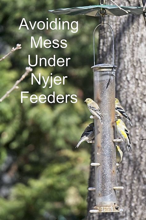 Under Bird Feeder Ideas, Backyard Birds Watching, Finch Feeders, Backyard Birds Sanctuary, Backyard Birds Feeders, Best Bird Feeders, American Goldfinch, Bird Feeding Station, Bird Feeding