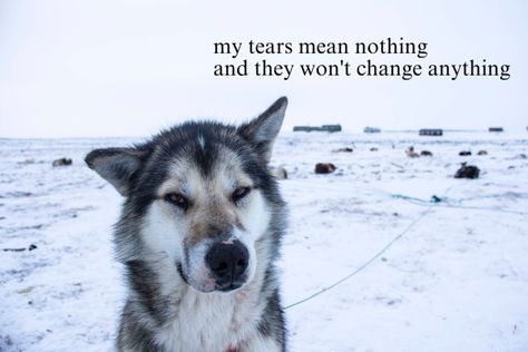 Gut Wrenching Quotes, Courtney Core, Tears Meaning, Dog Poetry, Black Wolves, Gut Wrenching, Lover Girl, Big Mood, Oc Inspo