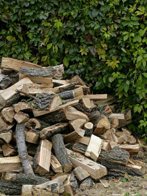 types of firewood oak Orchard Tree, Fire Wood, Firewood Storage, Bob Vila, The Fireplace, Fire Pits, Red Oak, Wood Species, Types Of Wood