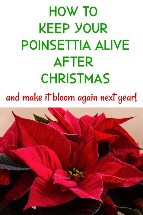 Pointsettia Care after Christmas. Wait! Don't throw your poinsettia away after the holidays! Learn how to keep it healthy all year long. #poinsettia #poinsettiacare #christmas #flowers #gardening #houseplants #houseplantcare #tropicalplants #poinsettiaafterchristmas #christmasflowers #keeppoinsettiaalive Poinsettia After Christmas, How To Keep Poinsettias Alive, Growing Poinsettia Plants, Poinsettia Care Tips, Poinsettia Care, Christmas Cactus Care, Poinsettia Plant, Cactus Care, Christmas Plants