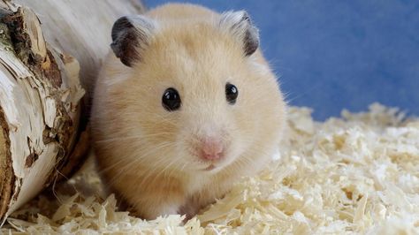 Free Wallpaper Archive: 10 Hamster Wallpapers Teddy Hamster, Winter White Hamster, Hamster Wallpaper, Bear Hamster, Hamster Pics, Hamster Care, Funny Hamsters, Syrian Hamster, Aston Martin Vanquish