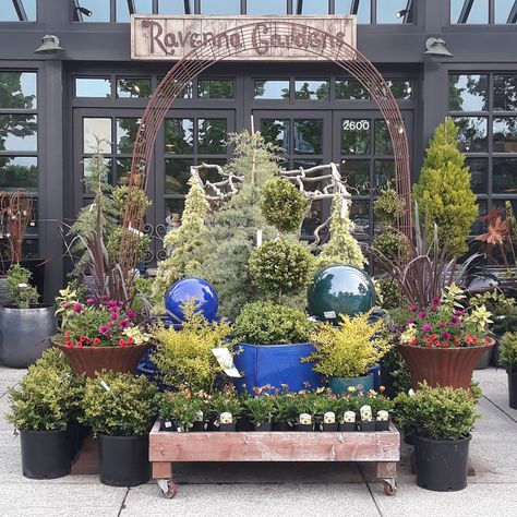 Garden Centre Displays, Potted Christmas Tree, Christmas Tree Display, Shop Entrance, Garden Center Displays, Potted Christmas Trees, Tree Display, Garden Display, Greenhouse Ideas