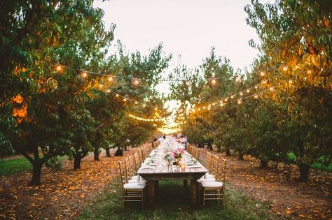 Apple Orchard Wedding, Peach Orchard, Cozy Wedding, Orchard Wedding, Wedding Inspiration Fall, Cozy Fall, Wedding Trends, Garden Wedding, String Lights