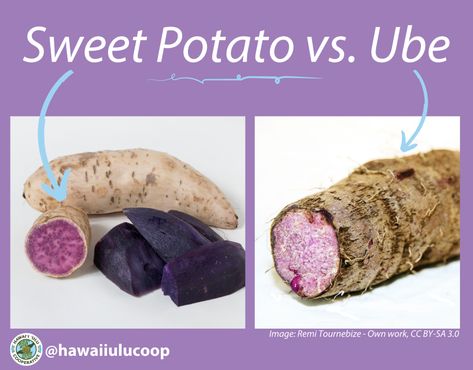 Ube Sweet Potato, Okinawan Purple Sweet Potato Recipes, Purple Sweet Potato Benefits, Okinawan Sweet Potato Recipes, Japanese Purple Sweet Potato Recipe, Ulu Recipes, Ube Potato, Purple Yam Recipe, Purple Potato Recipe