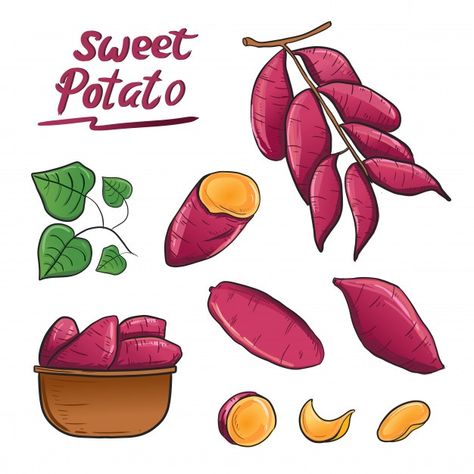 Sweet potato root plant illustration vec... | Premium Vector #Freepik #vector #food #vintage #menu #leaf Potato Drawing, Sweet Potato Leaves, Potato Gardening, Food Vintage, Sketchbook Challenge, Japanese Sweet Potato, Japanese Packaging, Vintage Menu, Vector Food