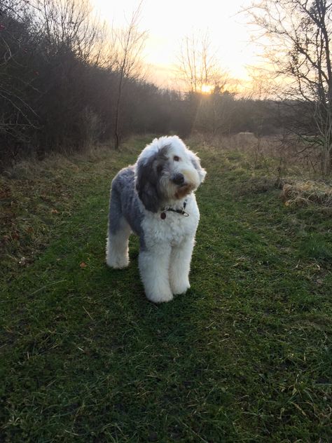 Old Sheepdog English, Old English Sheepdogs, Old English Sheepdog Haircut, Old English Sheep Dog, English Sheepdog Puppy, Old English Sheepdog Puppy, Head Tilt, Sheep Dog, English Sheepdog