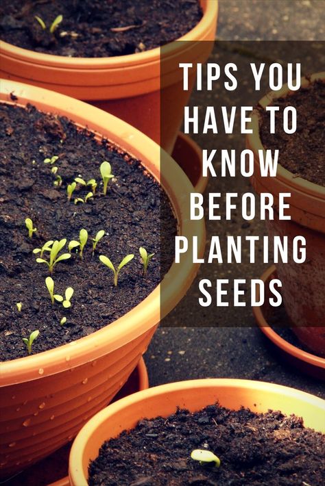 Tips you have to know before planting seeds - Figuring out WHEN to plant seeds, or put plants in the garden is critical for having healthy plants! Gardening Tips | How to Plant Seeds | Container Gardening #gardening #containergardening When To Plant Seeds, Growing Vegetables In Pots, Garden Remedies, When To Plant, Starting Seeds Indoors, Vegetable Garden Diy, Survival Quotes, Survival Gardening, Inside Plants