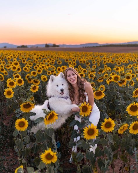 Sunflower Field Photoshoot With Dog, Dog Sunflower Photoshoot, Puppy Poses Drawing, Poses With Puppy, Sophie Photoshoot, Love Poses, Drawing Puppy, Dog Photoshoot Pet Photography, Sunflower Field Pictures