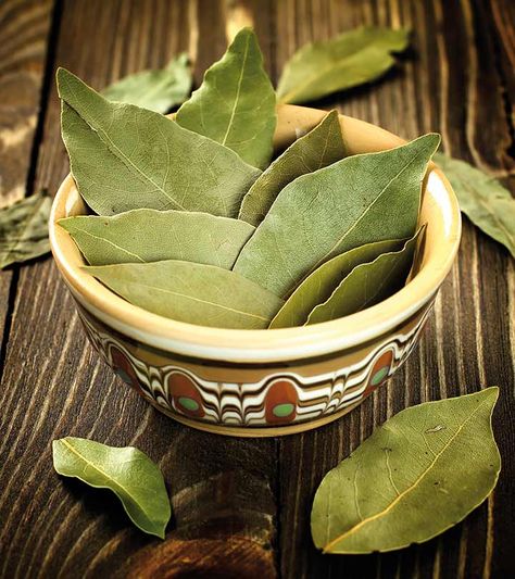 Bay Leaf Benefits, Bay Leaf Tea, Burning Bay Leaves, Dried Bay Leaves, When To Plant Vegetables, Laurus Nobilis, Bouquet Garni, Sources Of Vitamin A, Culinary Herbs