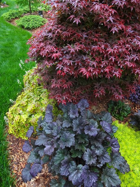 North Carolina Landscaping Front Yard, Best Landscaping Plants, North Carolina Gardening, Japanese Garden Plants, Low Maintenance Landscaping Front Yard, Landscaping Around Trees, Japanese Garden Landscape, Rhode Island Red, Shade Garden Plants