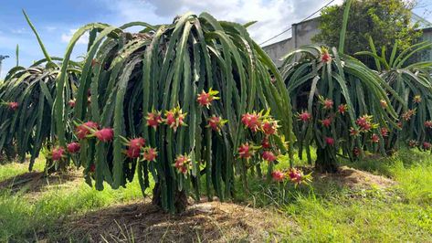 Dragon Fruit Plant Care: How to Grow Dragon Fruit (Pitaya) Grow Dragon Fruit, How To Grow Dragon Fruit, Dragon Fruit Tree, Dragon Fruit Cactus, Cashew Apple, Dragon Fruit Pitaya, Dragon Fruits, Dragon Fruit Plant, Bean Pods