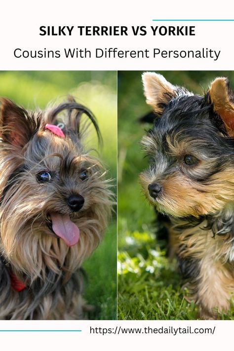 Silky Terrier vs Yorkie – Cousins With Different Personality Different Personality, Silky Terrier, Popular Dog, Small Dog Breeds, Dog Health, Yorkie, Dog Training, Small Dogs, Dog Breeds