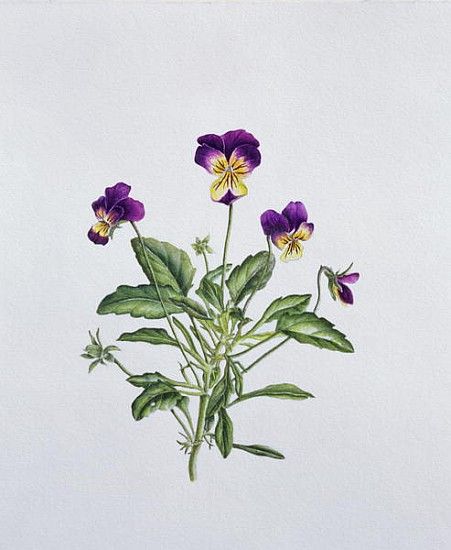 Johnny Jump Up Flowers, Violet Flower Tattoos, Viola Tricolor, Viola Flower, Plant Drawing, Botanical Drawings, Frames For Canvas Paintings, Affordable Wall Art, Flower Tattoos