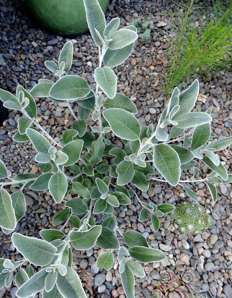 Brachyglottis greyi (Senecio greyi) with obnoxious yellow flowers. Brachyglottis Greyi, Pnw Garden, Living Room Window, Room Window, Friends Happy, The Scene, Yellow Flowers, Living Room, Plants