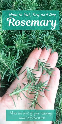 How To Harvest And Dry Herbs, Rosemary Herb Uses, How To Preserve Herbs From The Garden, Rosemary Uses Health, Harvest Rosemary How To, How To Freeze Fresh Rosemary, Things To Make With Fresh Rosemary, Drying Herbs In Dehydrator, How To Cut Herbs From Plant