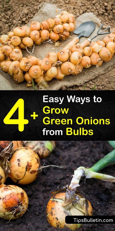 Use onion sets, onion seeds, and whole onion plants to grow spring onions at home and keep their green tops constantly growing. These planting strategies make it easy to put the plants in full sun, control the potting soil, and keep thrips and other pests away. #grow #green #onions #bulbs Planting Green Onions, Grow Green Onions, Grow Onions, Green Onions Growing, Onion Seeds, Growing Vegetables Indoors, Covered Backyard, Diy Container Gardening, Growing Onions