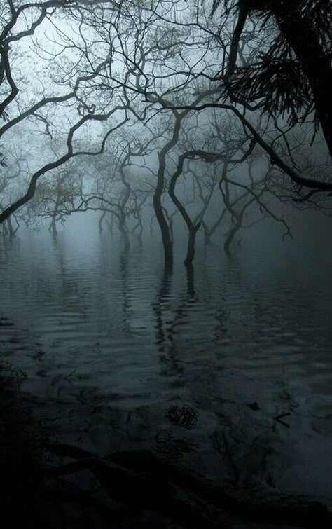 Dark Naturalism, Dark Forest Aesthetic, Foggy Day, Dark Green Aesthetic, Dancing In The Dark, 다크 판타지, Aesthetic Quotes, Dark Places, Dark Photography