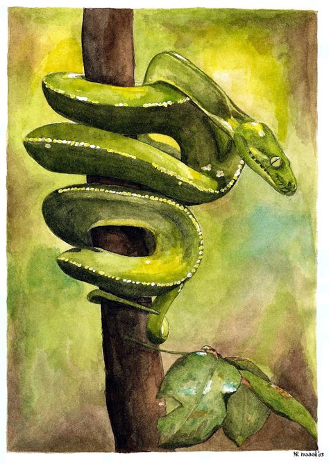 Snake watercolour by Marianne Rijvers 2005 Green Snake Painting, Snake Painting Ideas, Snake Painting Acrylics, Watercolour Snake, Snake Paintings, Snakes Painting, Reptile Painting, Snake Watercolor, Painted Snake