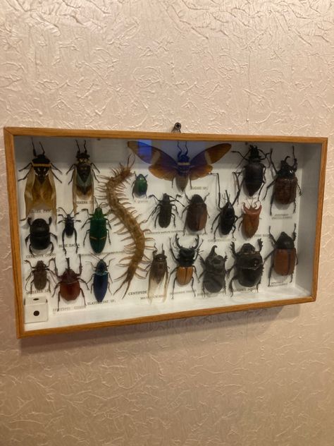 Pinned Bugs, Taxidermy Bugs, Entomology Decor, Taxidermy Animals, Cartoon Bugs, Bug Board, Bug Taxidermy, Insect Taxidermy, Bug Collection