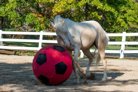 Let's play ball Horses Playing, Horse Playing, Sport Horse, Play Ball, Lets Play, Horses, Animals