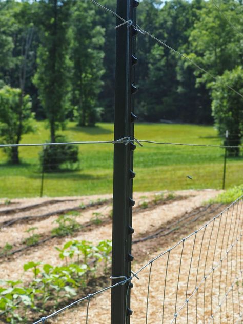 Cheap Deer Fence For Garden, Diy Deer Fence, Deer Fence For Garden, Truffle Farming, Cheap Privacy Fence Ideas, Backyard Trellis, Cheap Privacy Fence, Deer Fencing, Privacy Fence Ideas