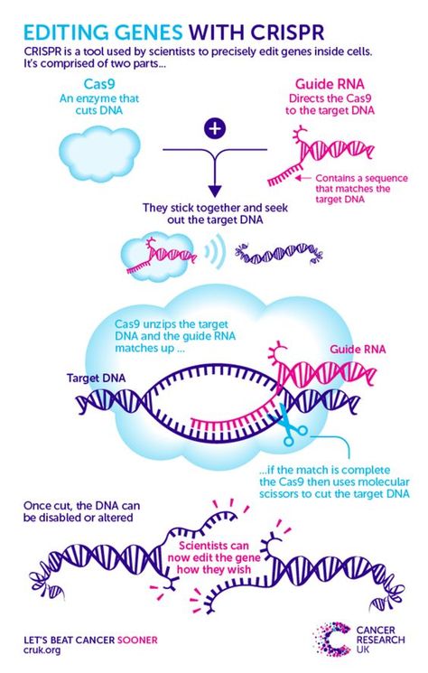 Crispr Cas9, Molecular Genetics, Medical Marketing, Study Biology, Biology Classroom, Medical Laboratory Science, Ap Biology, Biology Lessons, Teaching Biology