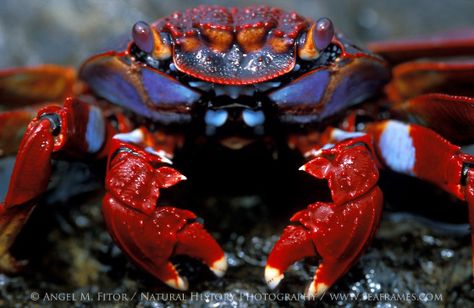 Angel M. Fitor Life Under The Sea, Crab And Lobster, Water Life, Aquatic Animals, Ocean Conservation, Galapagos Islands, Crustaceans, Wildlife Nature, Marine Animals