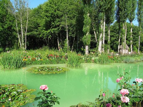 Sweet green and tender rose - Spring Colors in the Green Pond, Dordogne, France Green Pond, Cottagecore Wallpaper, Aesthetic Places, Cottagecore Fairy, A Pond, Nature Aesthetic, Red Oak, Pretty Places, Green Aesthetic