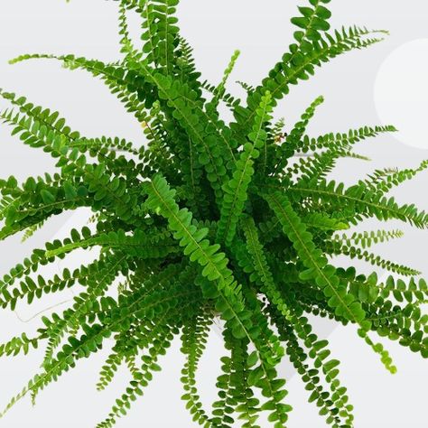 Lemon Button Fern (Nephrolepis cordifolia 'Duffii') Care Indoors Lemon Button Fern, Elkhorn Fern, Rabbit Foot Fern, Platycerium Bifurcatum, Holly Fern, Button Fern, Indoor Ferns, Maidenhair Fern, Staghorn Fern