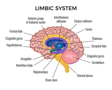 action,option,intellect,hypothalamus,arrows,line,in,central,infographics,structure,background,stem,description,layout,section,intelligence,illustration,gyrus,amygdala,with,different,areas,plexus,occipital,thalamus,cerebellum,achievement,mammillary,choice,hippocampus,vector,spinal,illustrated,abstract,graphic,system,text,charts,cortex,adhesion,data,memory,body,limbic,graphs,brain,cingulate,corpus,frontal,of,anatomy,head,mind,choroid,flat,cognition,pie,template,lobe,callosum,scheme,interthalamic,f Cerebellum Anatomy, Occipital Lobe, Corpus Callosum, 3d Anatomy, Brain Logo, Limbic System, Brain Anatomy, Brain Stem, Educational Infographic