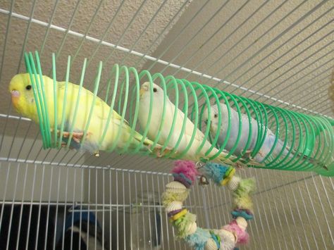 slinky budgies. In my estimation, this is a brilliant idea. Homemade Bird Toys, Rattus Rattus, Parakeet Toys, Parrot Training, Diy Bird Toys, Budgie Toys, Small Bird Cage, Parakeet Cage, Pet Bird Cage