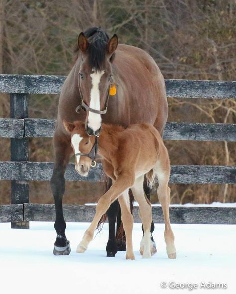 Standard Bred Horses, Galineers Cob Horse, Chestnut Overo Horse, Sorrel Quarter Horse Mare, Thoroughbred Mare And Foal, Majestic Animals, Mother And Baby, Horse Coloring, Thoroughbred