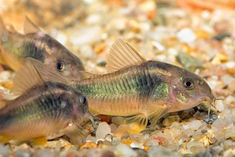 Best Aquarium Fish, Cory Catfish, Beautiful Tropical Fish, Tropical Freshwater Fish, Marine Plants, Betta Fish Care, Freshwater Aquarium Fish, Fish Care, Marine Fish