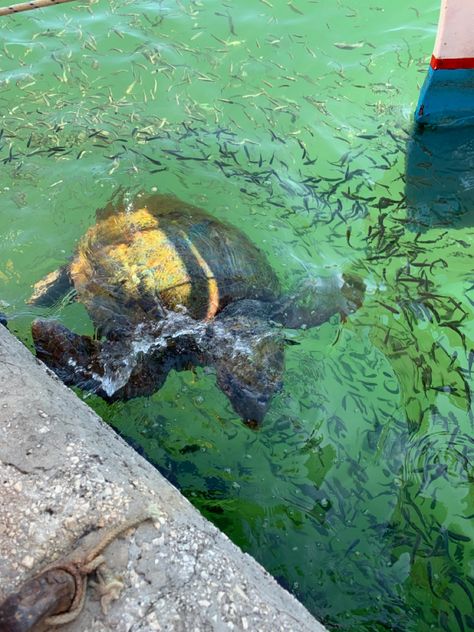 Kefalonia Turtles, Argostoli Kefalonia, Greece Kefalonia, Marine Rescue, Kefalonia Greece, Summer Vision, Holiday Inspo, Senior Trip, 17th Birthday