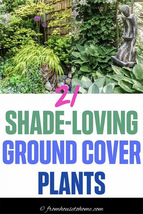 Shade Loving Ground Cover, Perennials Low Maintenance, Plants For Shade, Shade Loving Shrubs, Ground Orchids, Perennial Ground Cover, Japanese Painted Fern, Plants Under Trees, Shade Loving Perennials